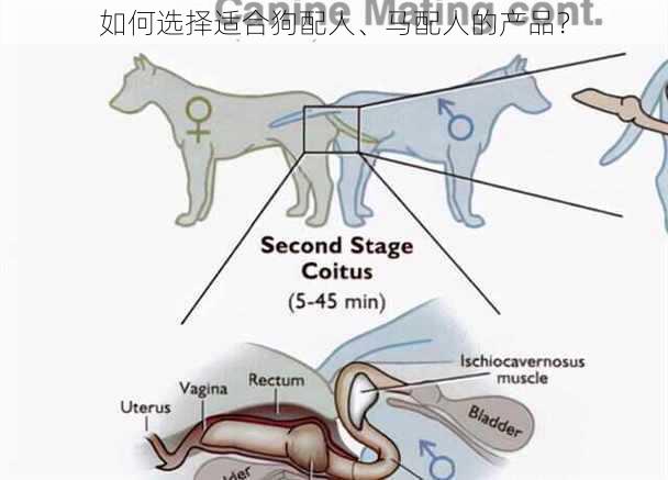 如何选择适合狗配人、马配人的产品？