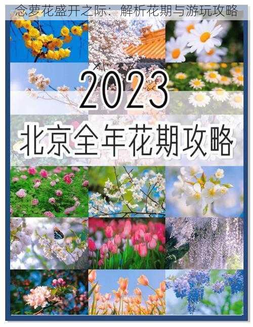 念萝花盛开之际：解析花期与游玩攻略