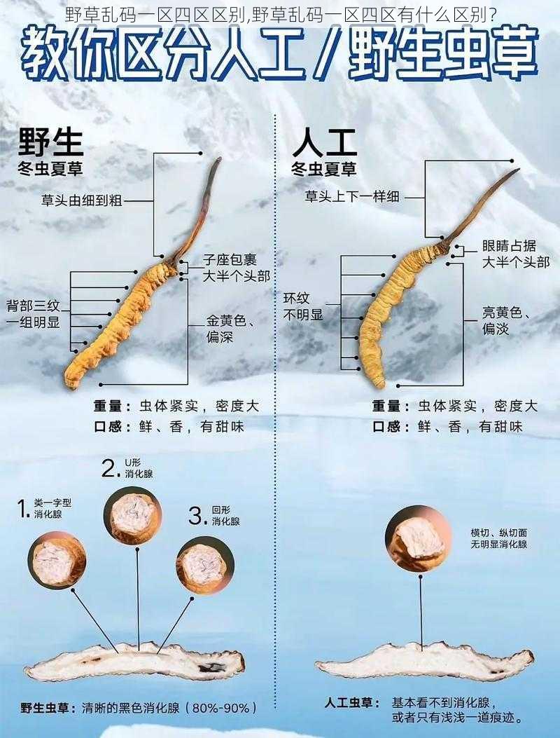 野草乱码一区四区区别,野草乱码一区四区有什么区别？