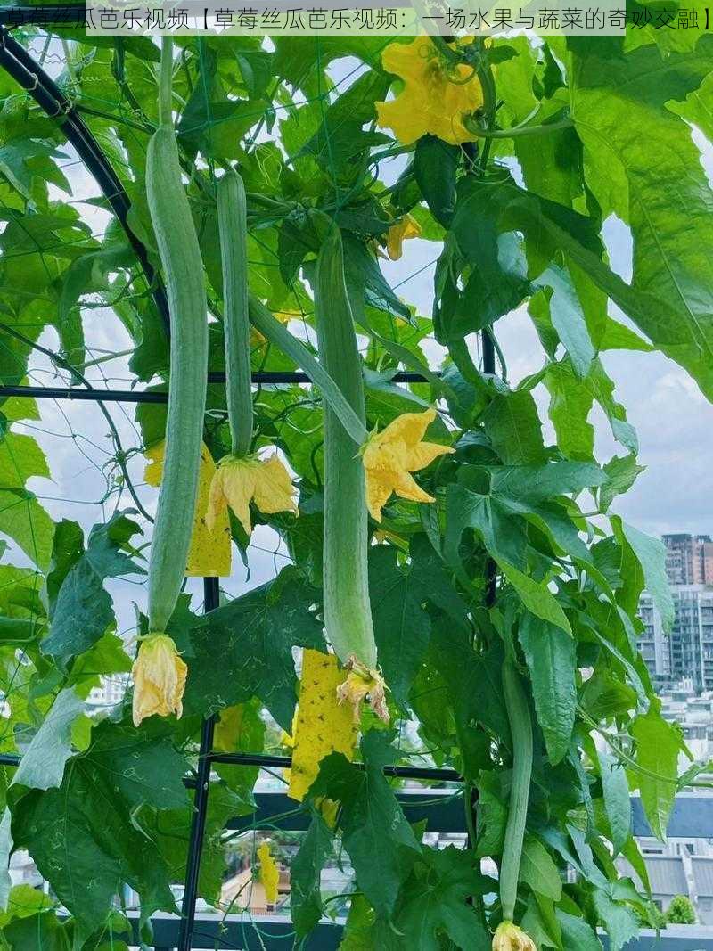 草莓丝瓜芭乐视频【草莓丝瓜芭乐视频：一场水果与蔬菜的奇妙交融】