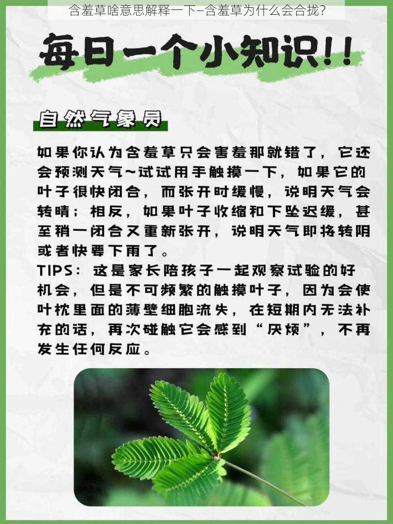 含羞草啥意思解释一下—含羞草为什么会合拢？