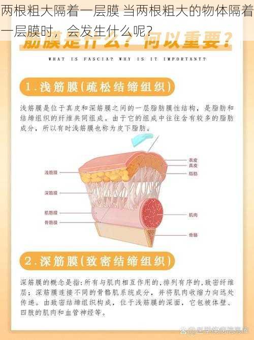 两根粗大隔着一层膜 当两根粗大的物体隔着一层膜时，会发生什么呢？