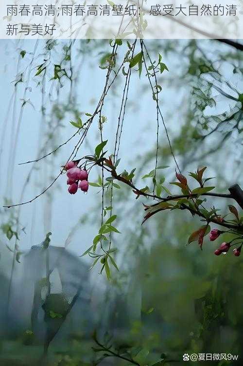 雨春高清;雨春高清壁纸：感受大自然的清新与美好