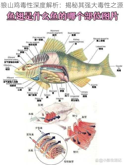 狼山鸡毒性深度解析：揭秘其强大毒性之源