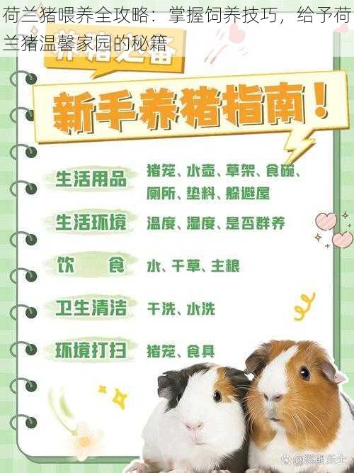 荷兰猪喂养全攻略：掌握饲养技巧，给予荷兰猪温馨家园的秘籍